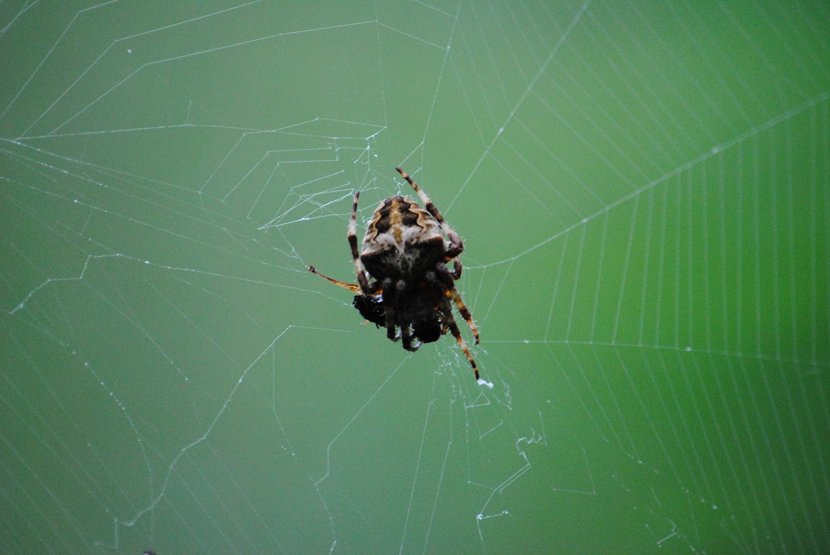 Araneus sp.